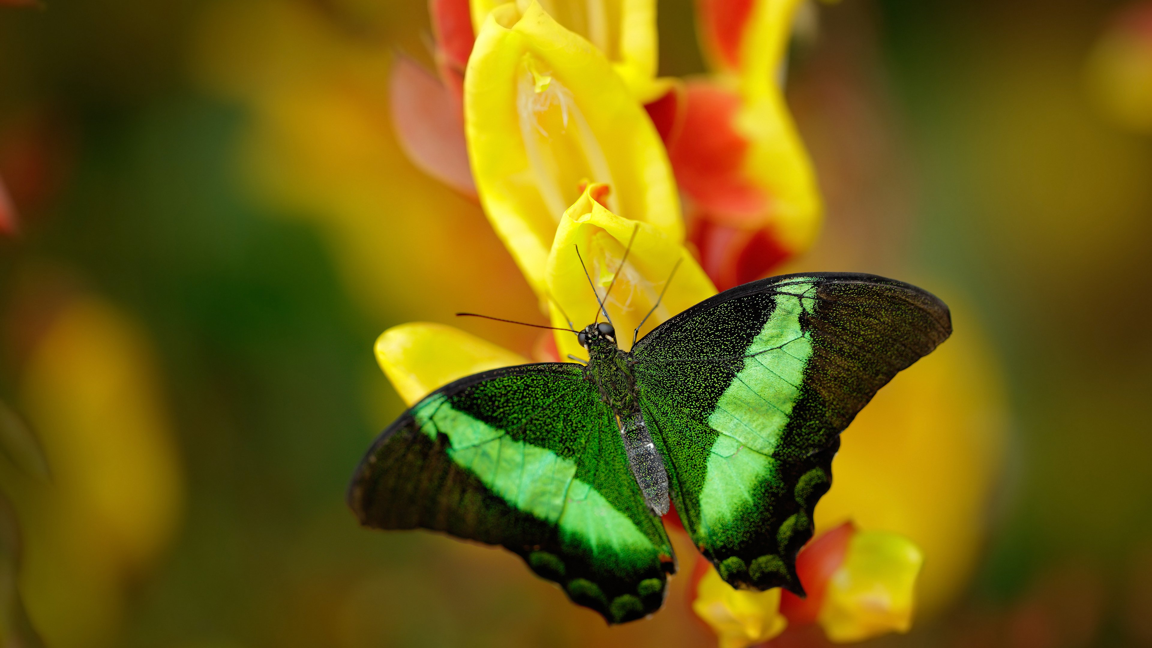 致命一击！杰伦·格林最后90秒封神，上海队险胜活塞