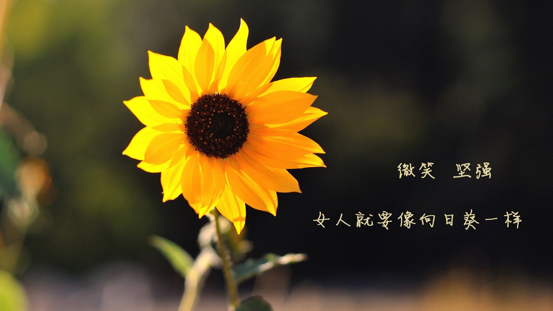 胜负之间的唯一解，法比尼奥的指挥艺术与埃及的战术方程式