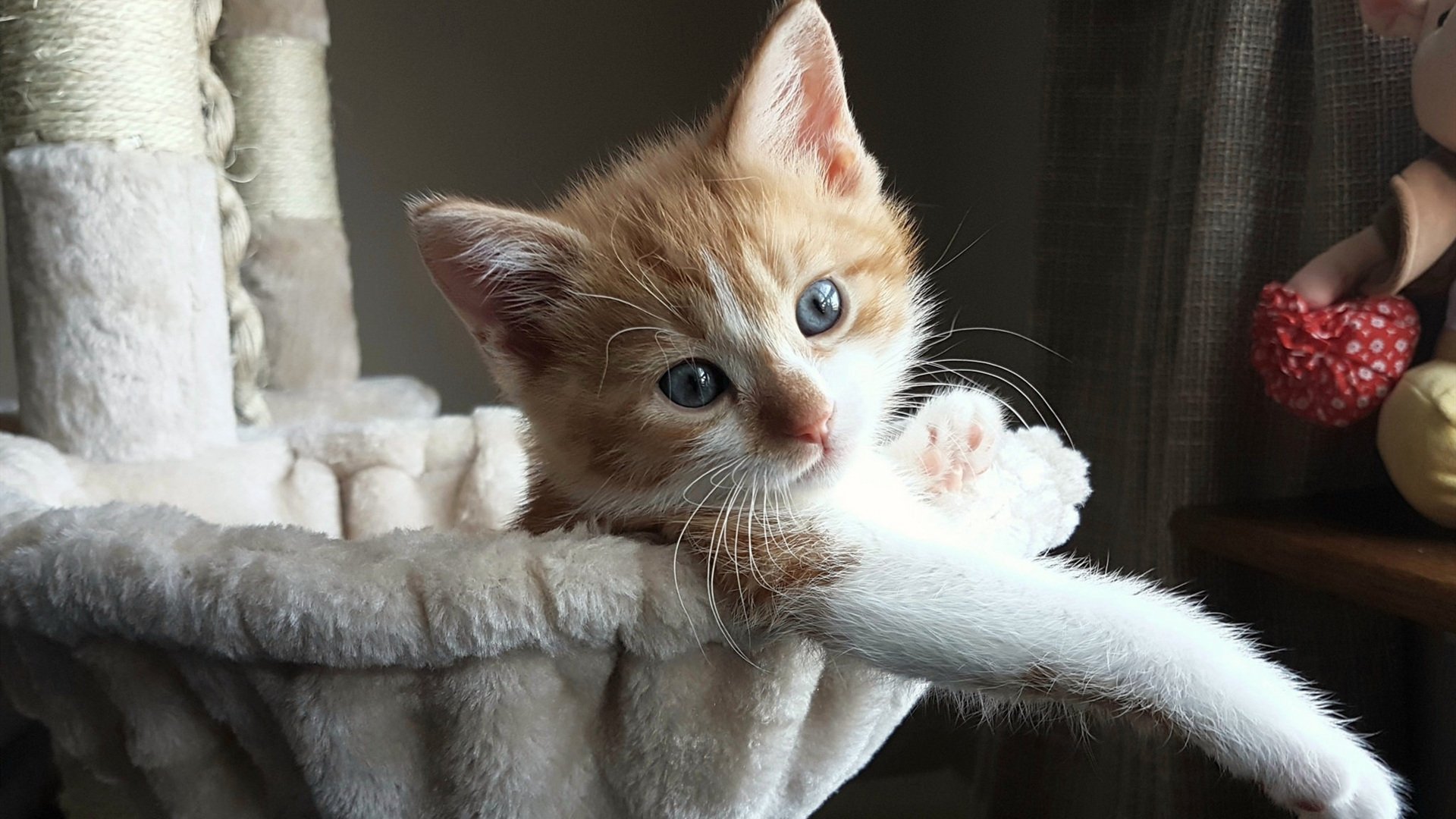 当意甲遇上CBA，辽篮加时焦点战险胜广厦