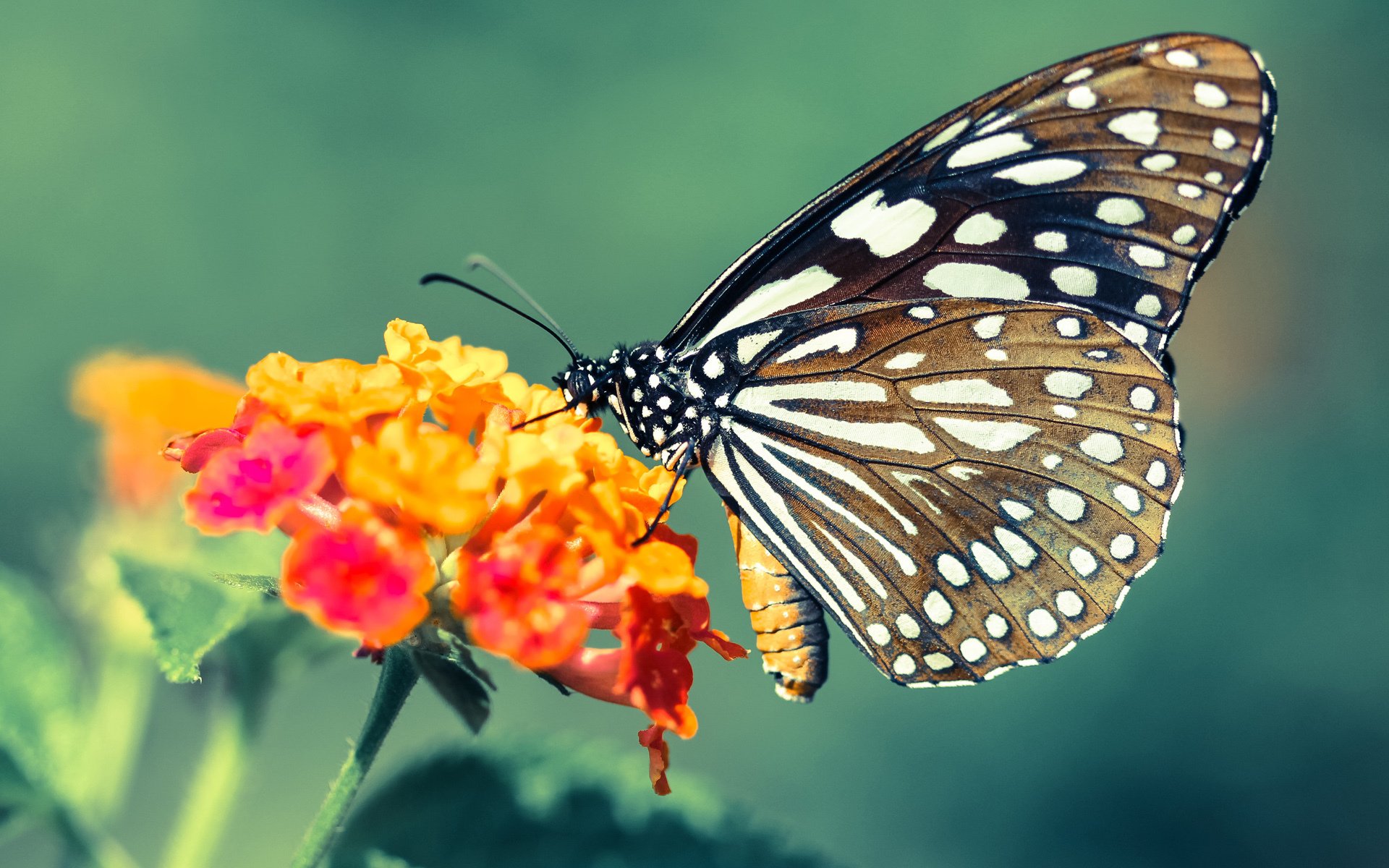 总决赛魔笛手，当欧文用篮球在记分牌上写诗