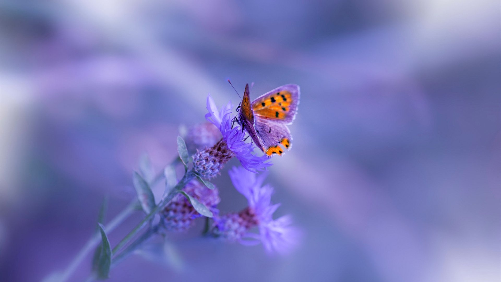 冰与火的对决,当吉林铁骑踏碎布鲁克林镀金时代