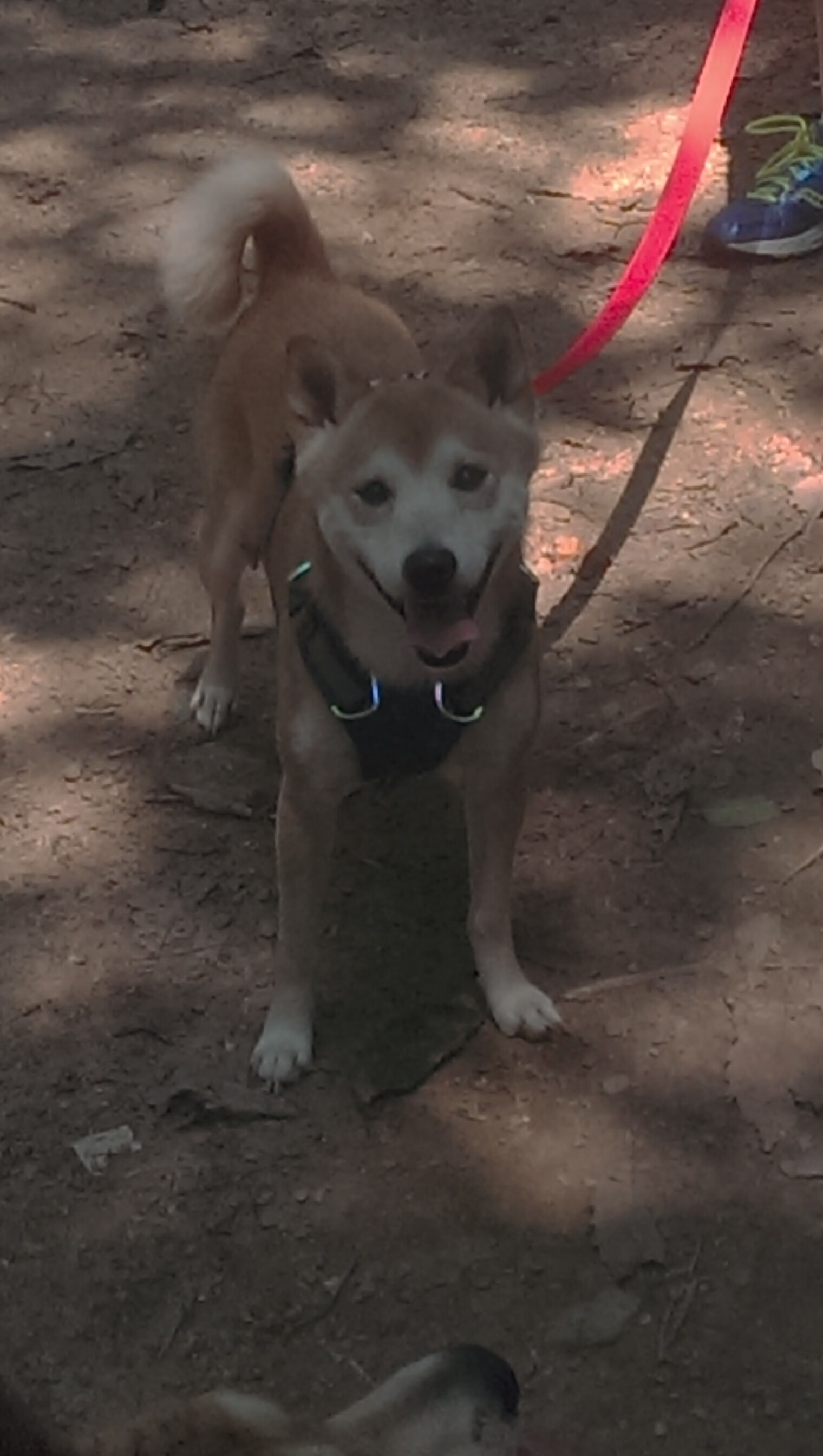 明尼苏达的坚冰与火焰,哈利伯顿关键先生觉醒,森林狼撕破奇才铁幕