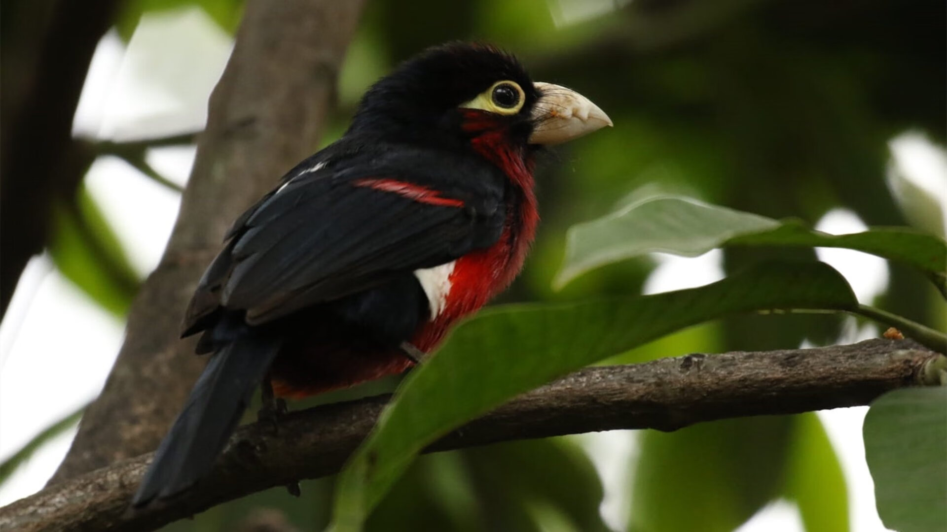 隔空收徒?锡安暴扣不止击败步行者,更像快船的终极教学局