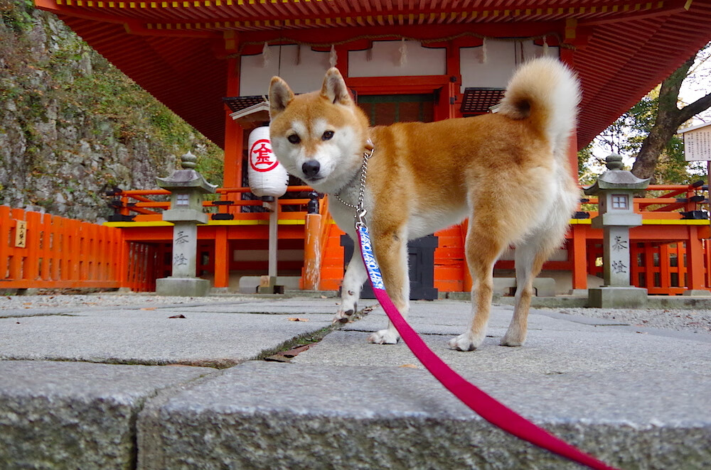 绿茵与硬木的共鸣,国际米兰的智利战役与C罗的抢七神话
