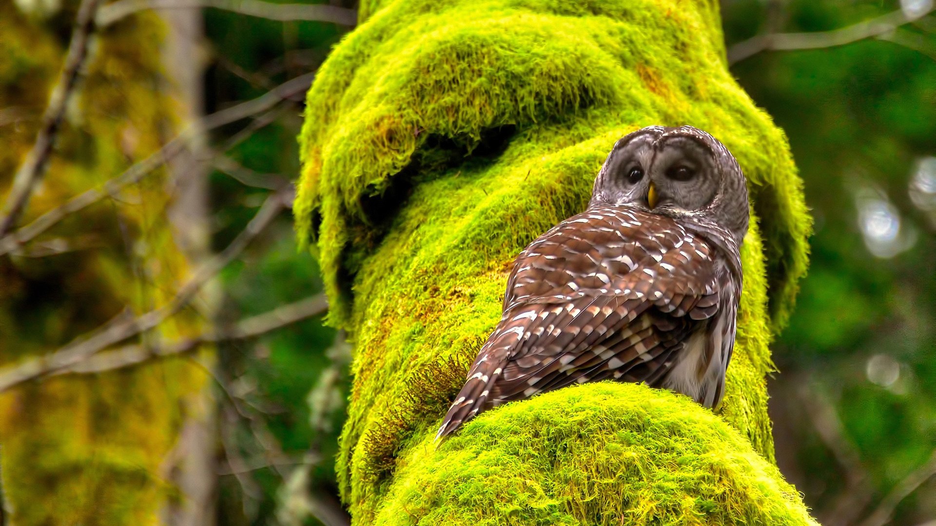 绿茵与硬木的争冠交响，德甲焦点战启示与广厦队一波流的胜利哲学