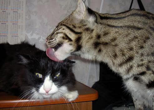 赛事的两种巅峰解说法则