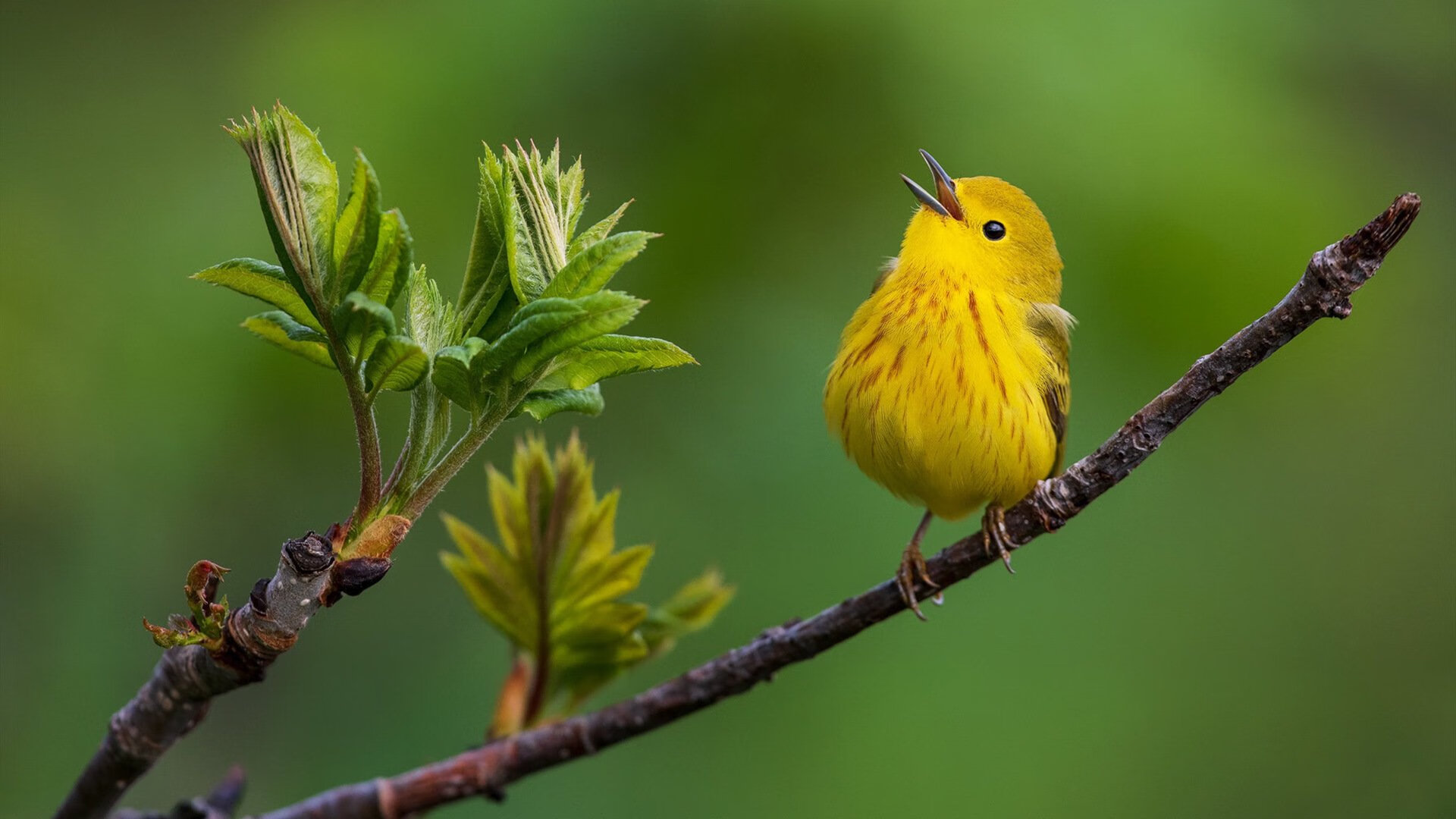 从NBA生死战到墨西哥城狂潮,当篮球与足球的争冠血脉在此交汇