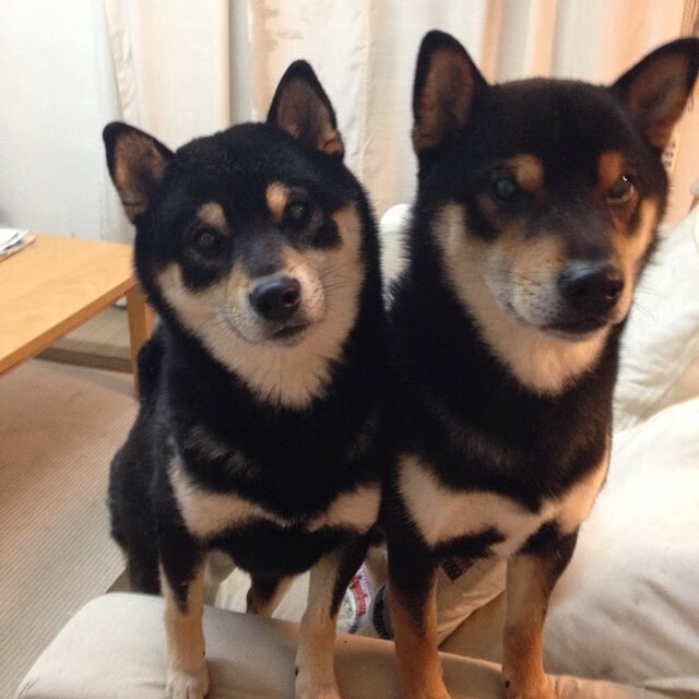 体育平行宇宙，当广东窒息尼克斯，戈贝尔降临西甲德比