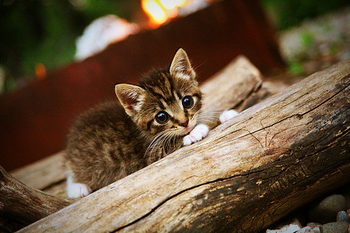 体育平行宇宙，当广东窒息尼克斯，戈贝尔降临西甲德比