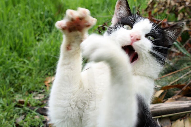 指尖的银河，奥利维耶与抢七之夜的命运裁决