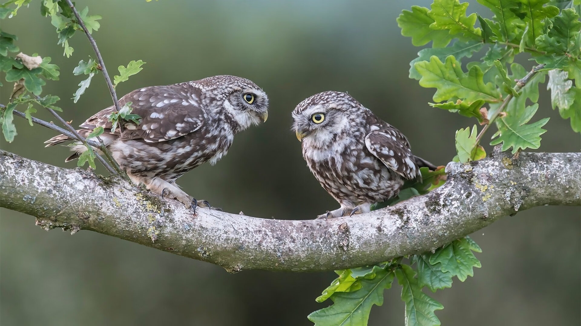 铝土矿赛道，从几内亚矿井到F1围场的资本竞速