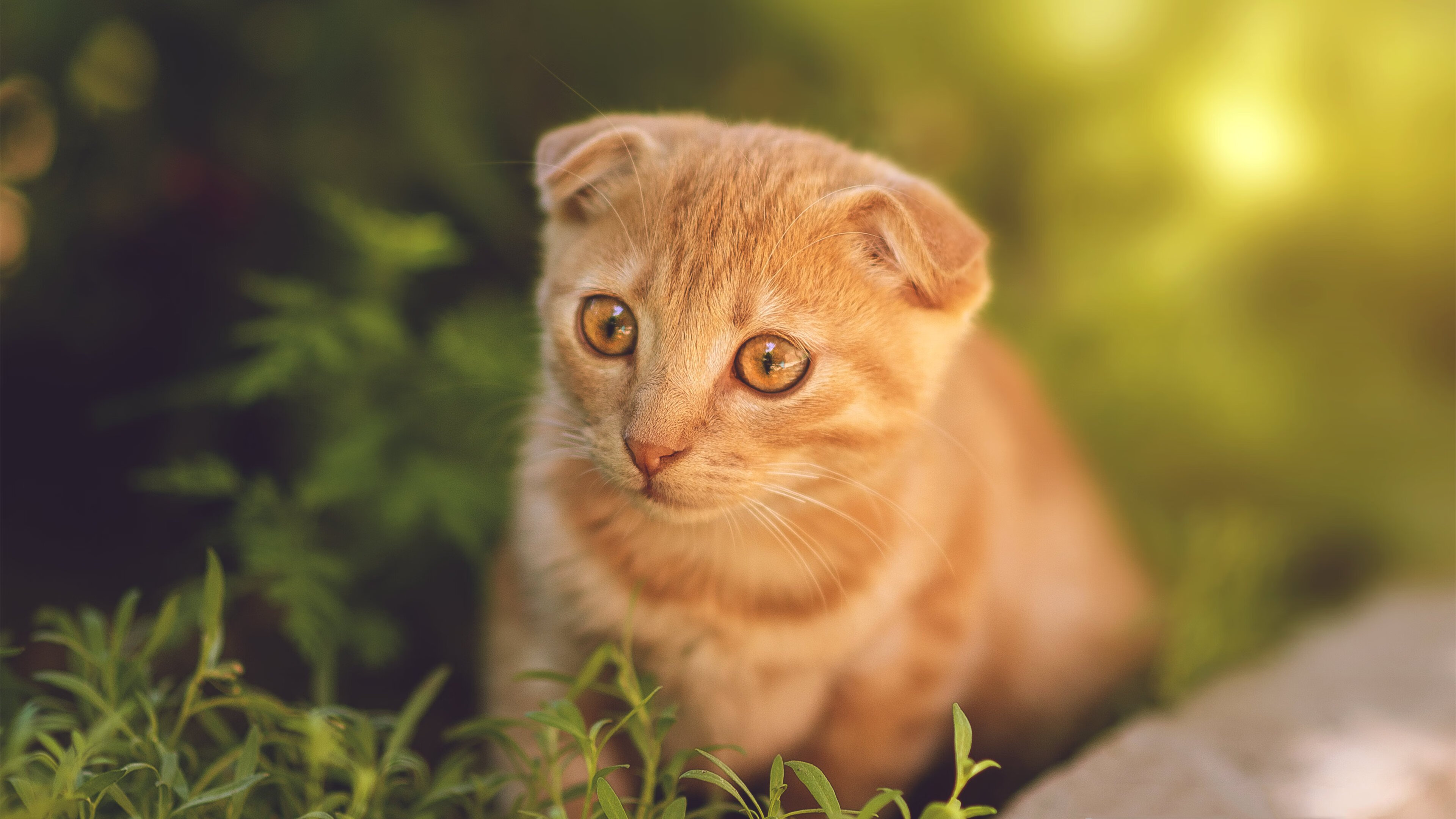 王者之焰，英格兰火力如何以窒息式进攻熄灭火种之战