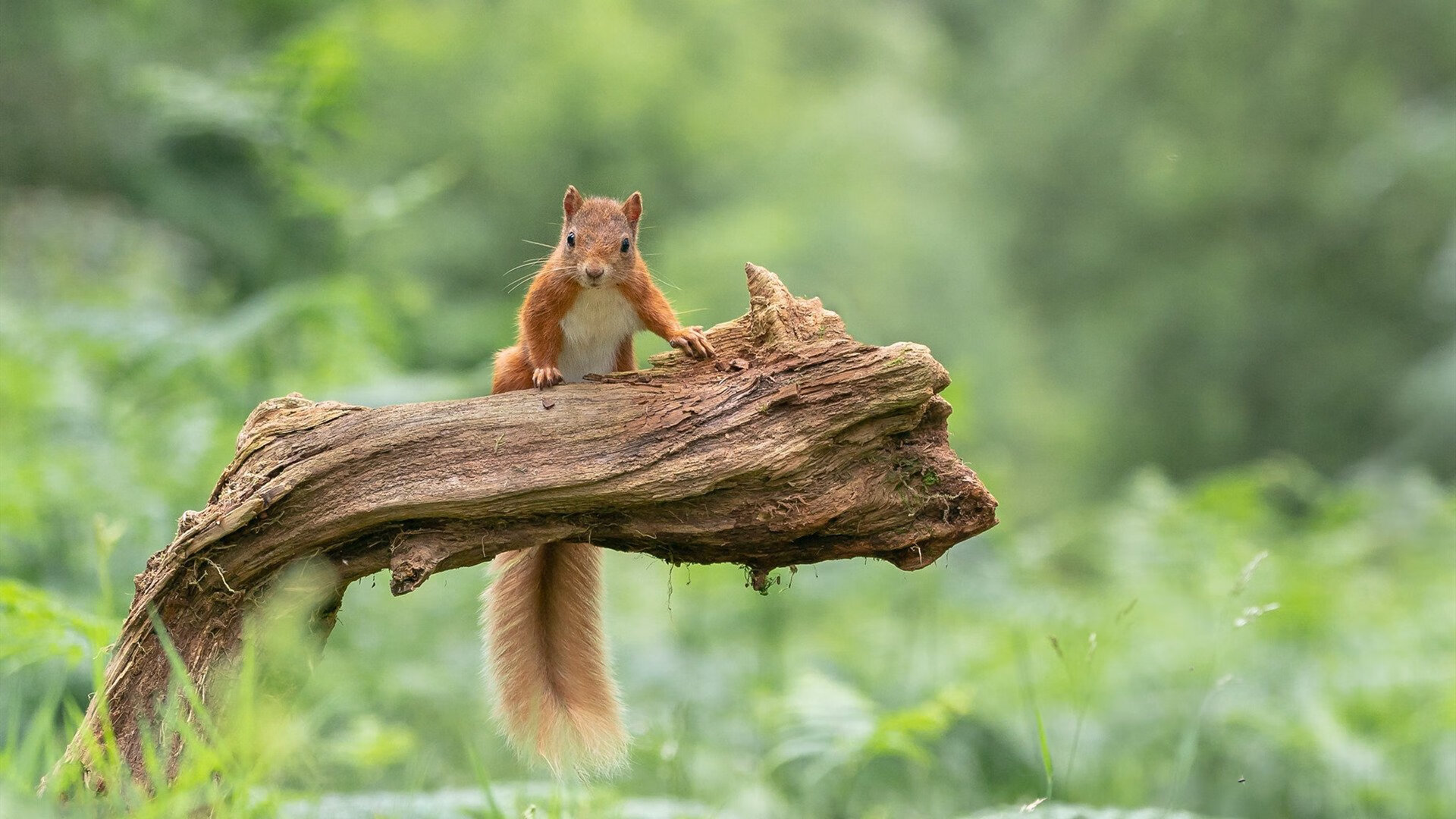 唯一，那夜，压力淬出格列兹曼的重生之火