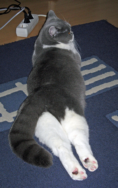 蓝月升空,当小贾伦的三分弧线击穿马刺的叹息之墙