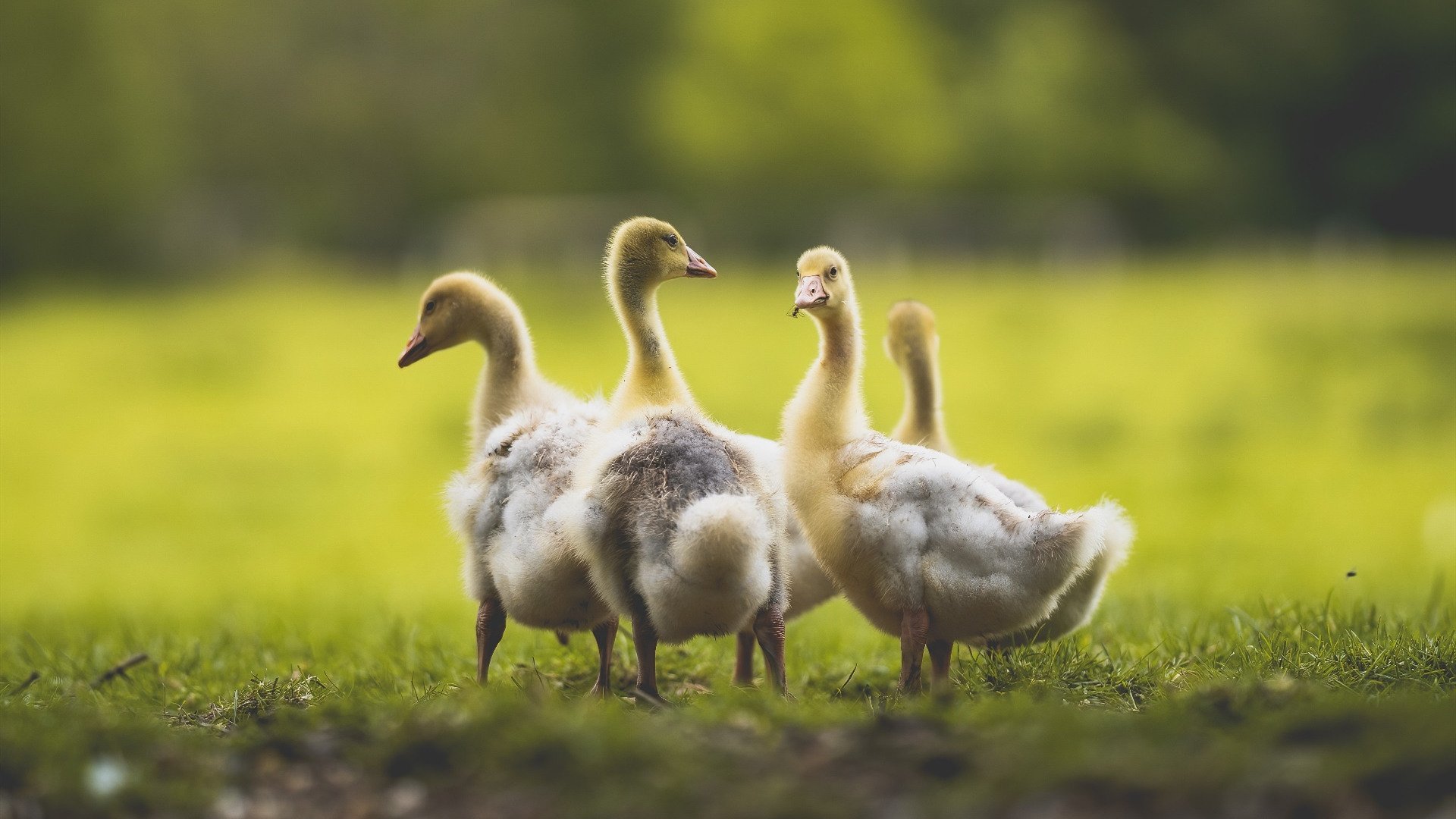 绿茵场与古战场的共振,当维尼修斯无解时,加拿大能否打穿罗马?