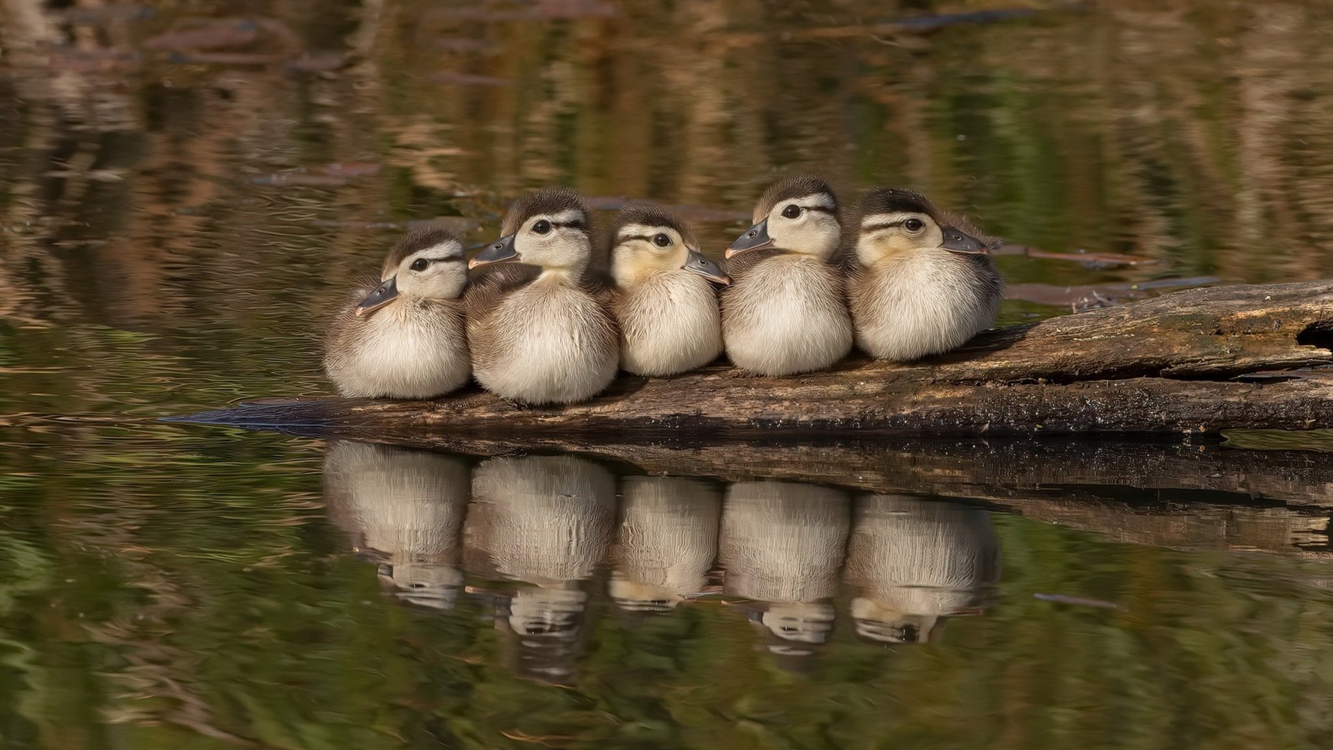 赖斯连续得分拉开差距,丹麦惊天逆转法国惊艳全场