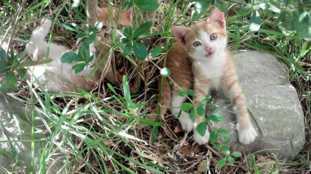 引擎呼啸与进球风暴，F1街道赛周末的非洲雄鹰火力全开压制丹麦童话