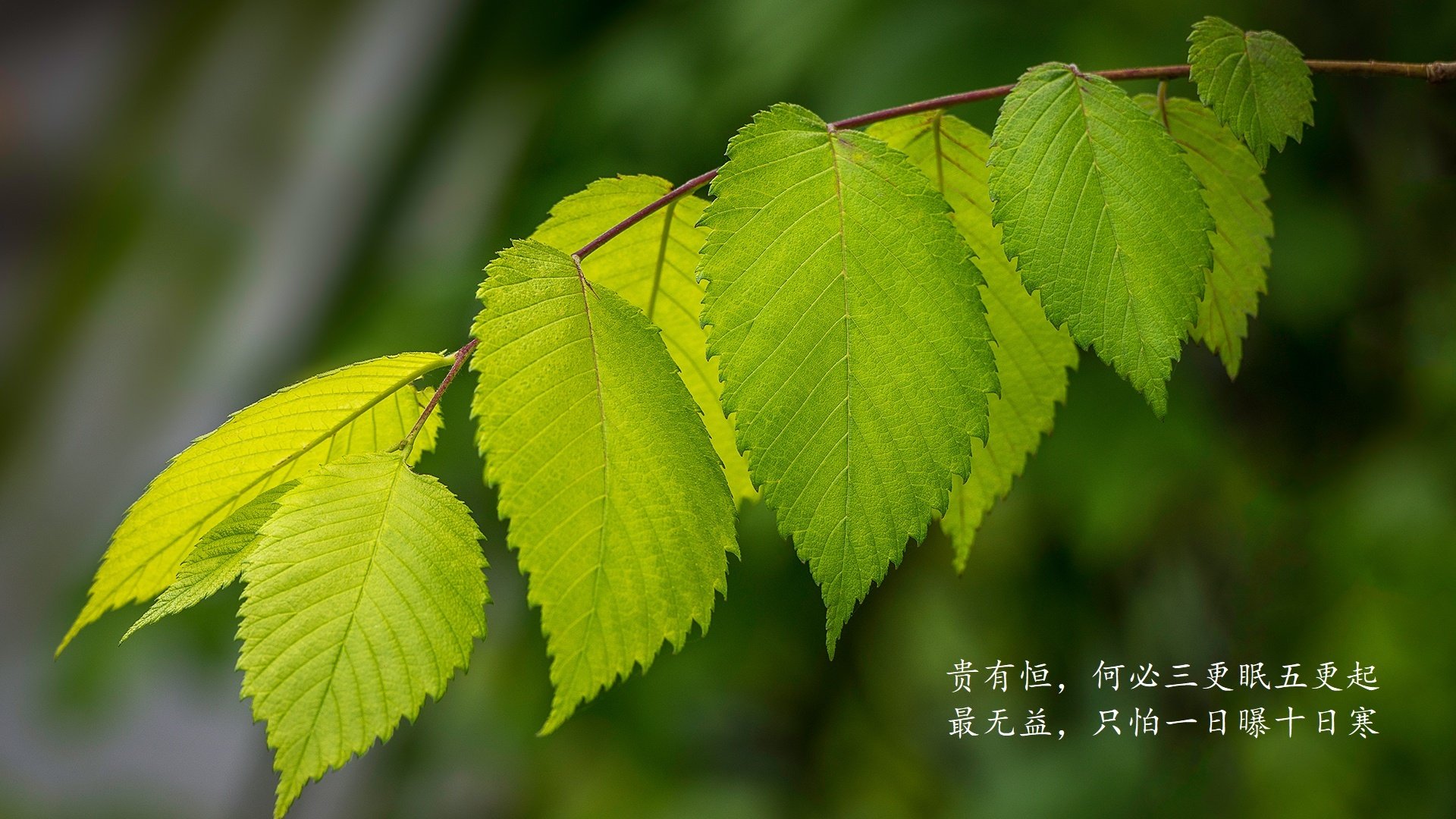 沙漠风暴席卷多哈！突尼斯4-0碾压葡萄牙，归化妖星登贝莱独造三球震撼世界杯G组