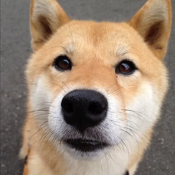 (两个选项)